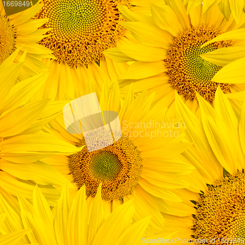 Image of background made of beautiful sunflowers