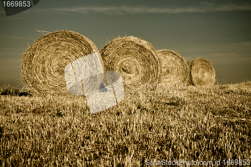 Image of Typical Tuscan landscape