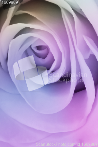 Image of multicolor rose