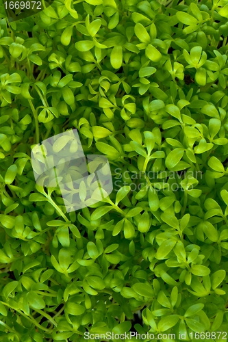 Image of garden cress 