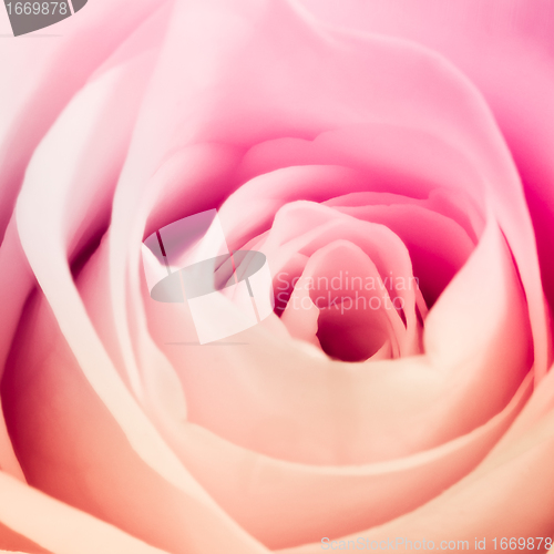 Image of multicolor rose