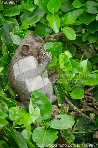 Image of Monkey (Macaca fascicularis)