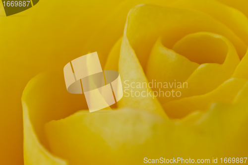 Image of yellow rose macro