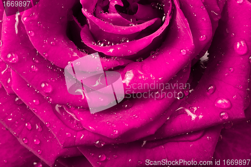 Image of pink rose