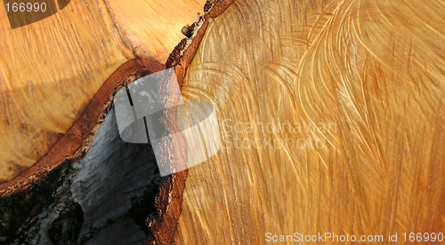 Image of Birch wood 1