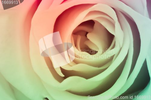 Image of multicolor rose