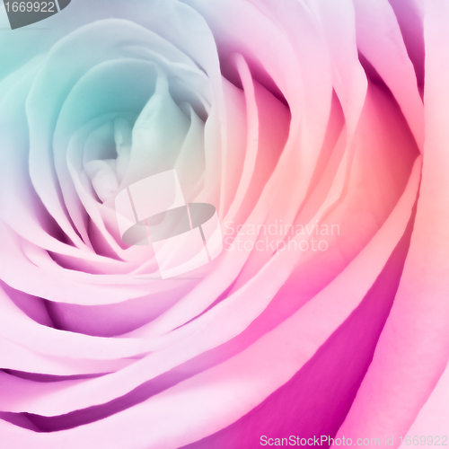 Image of multicolor rose
