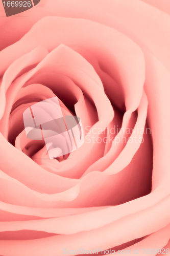 Image of pink rose close up