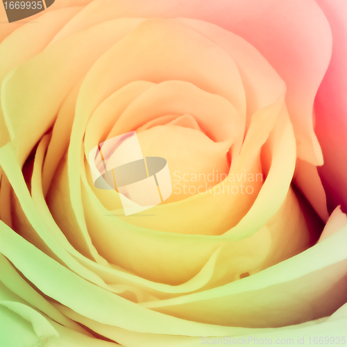 Image of multicolor rose