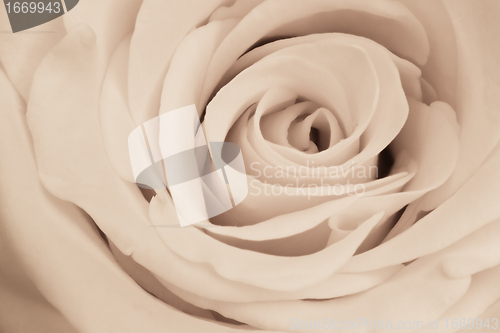 Image of white rose close up