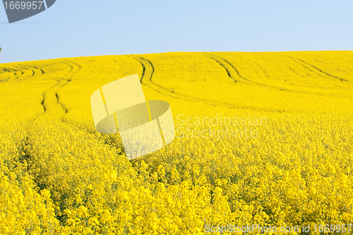 Image of rape field