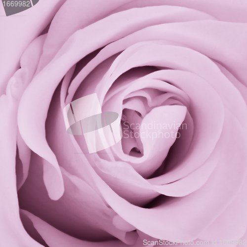 Image of violet rose close up