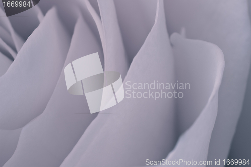 Image of rose macro