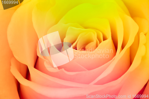 Image of multicolor rose