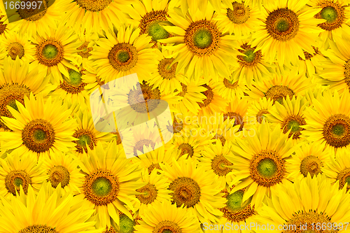 Image of sunflower background