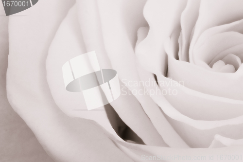 Image of white rose close up