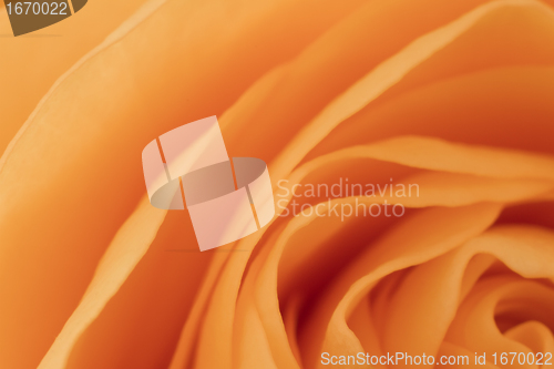 Image of orange rose macro