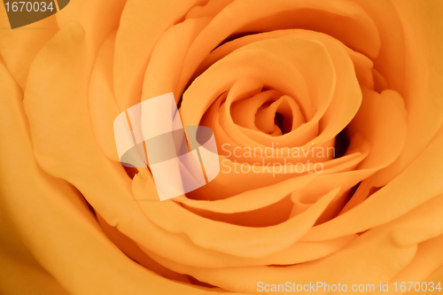 Image of orange rose close up