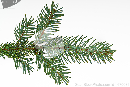 Image of Christmas tree decoration