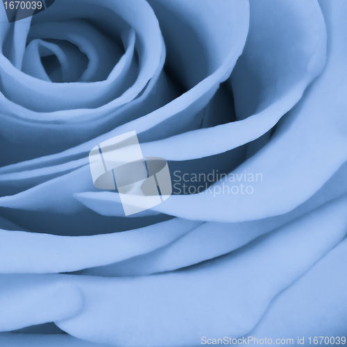Image of blue rose close up