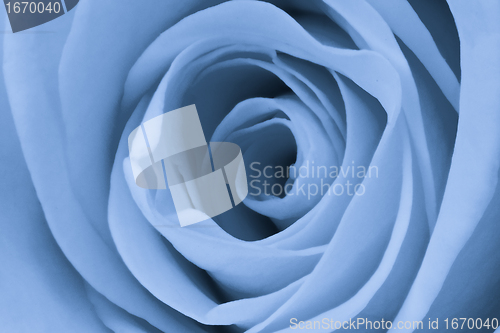 Image of blue rose close up