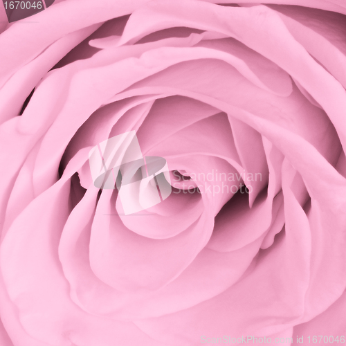 Image of pink rose close up