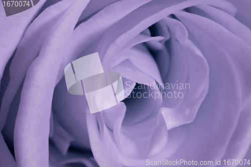 Image of violet rose close up