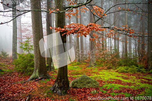 Image of misty forest