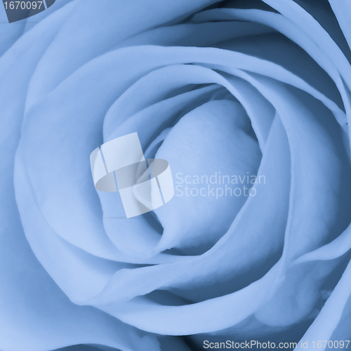 Image of blue rose close up