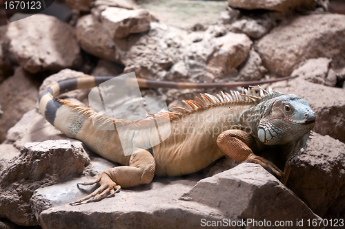 Image of iguana sitting in a stone