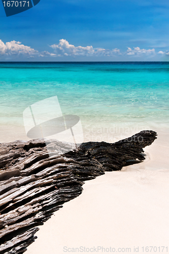 Image of textured snag on the beach