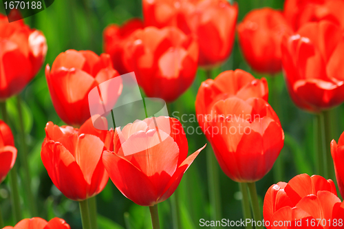 Image of beautiful red tulips