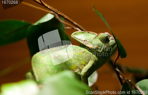 Image of green lizard iguana on a tree branch