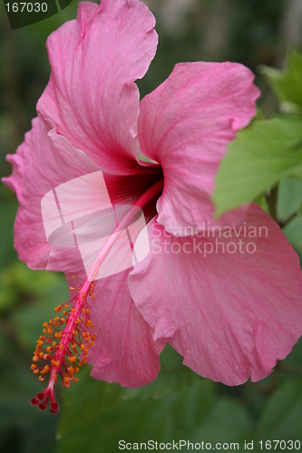 Image of Hibiscus growing in Spain