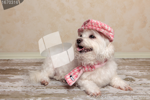 Image of Cute dog lying on rustic timber floor
