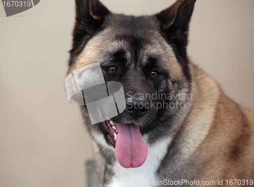 Image of Japanese Akita