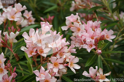 Image of Lovely pink flowers