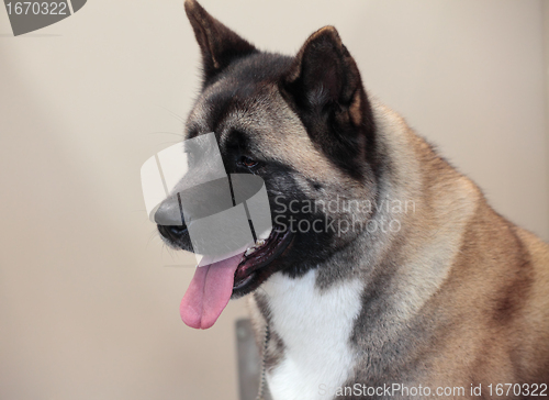 Image of Portrait of alert Akita dog