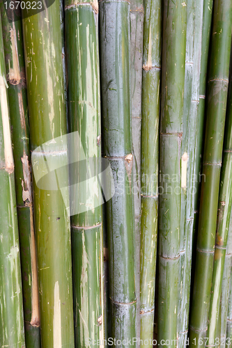 Image of green bamboo stems are horizontal