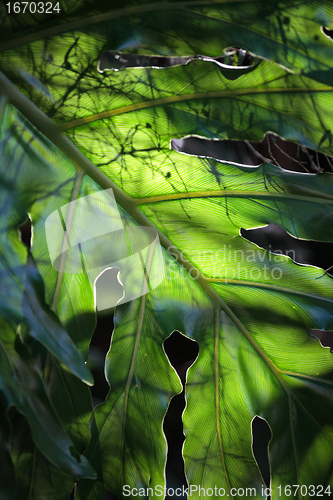 Image of Monstera Deliciosa leaf backlit by sun