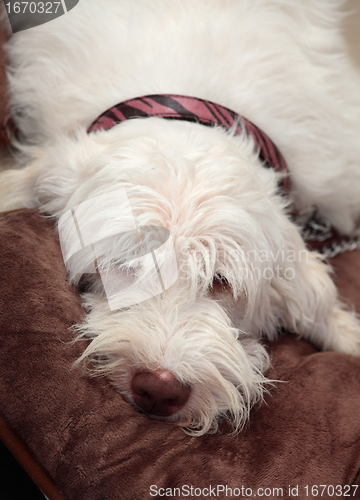 Image of Italian spinone dog resting