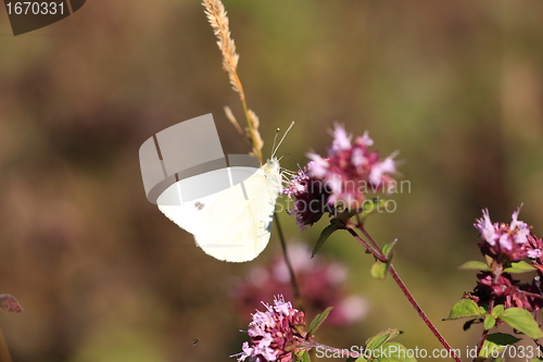 Image of pieris rapae, pieride de la rave