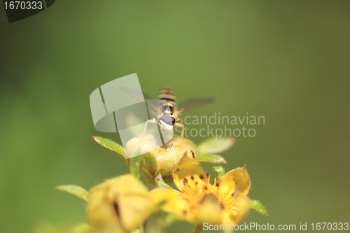 Image of hoverfly Syrphe syrphidae