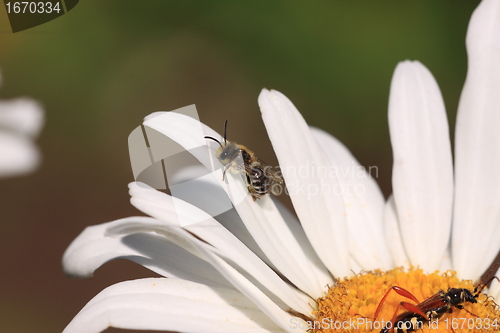 Image of Bee, Apoidea, Abeille