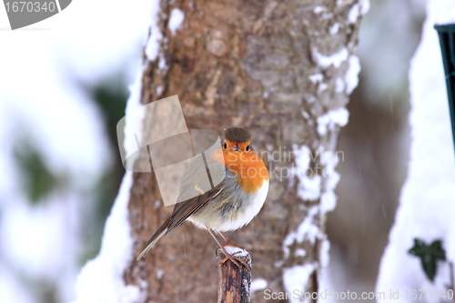 Image of robin in the snow