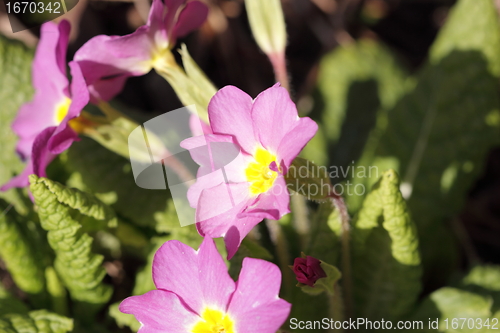 Image of primula