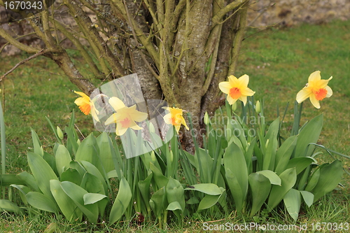 Image of daffodil,  narcissus, jonquille, narcisse