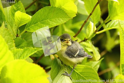 Image of Baby blue tit, chick