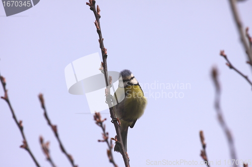 Image of Blue tit