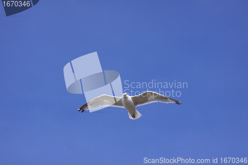 Image of Gull, seagull